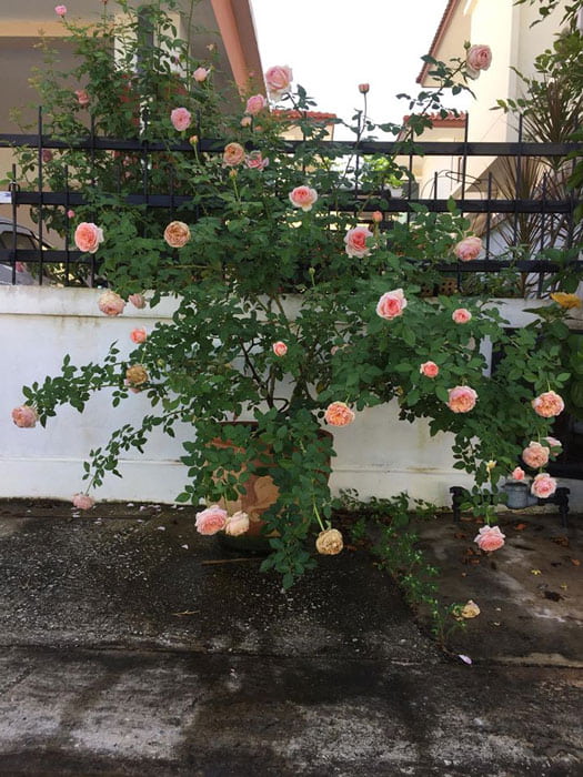 Hoa hồng Abraham Darby rose trồng chậu