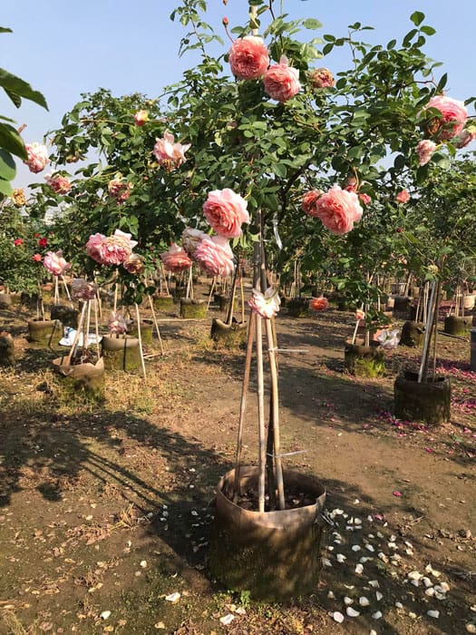 Đặc điểm cây hồng Abraham Darby rose
