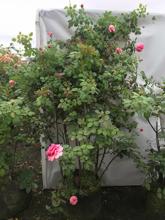 Đặc điểm cây hoa hồng Princess Alexandra Of Kent Rose