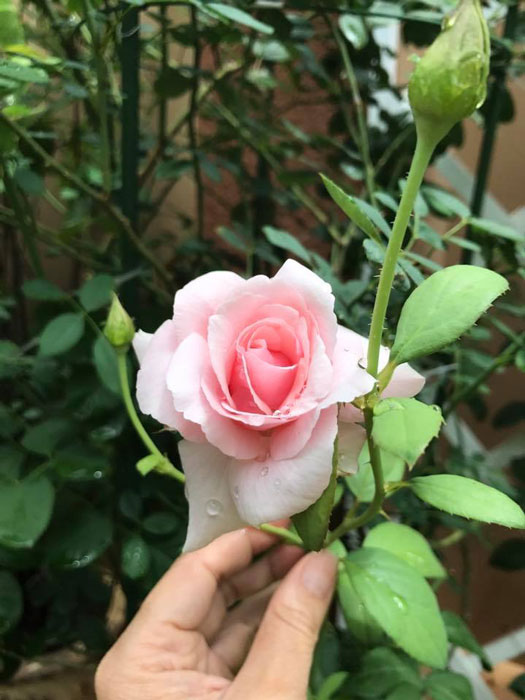 Bông hoa hồng Billet Doux