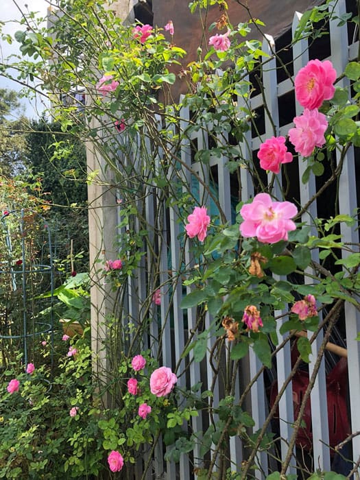 Hồng Mary Rose trồng leo hàng rào - Photoby Do Ngoc Huong 