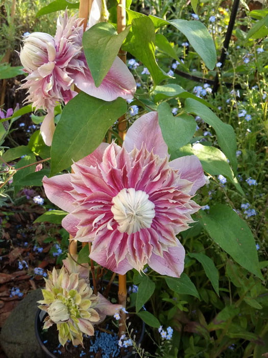 Hoa ông lão – Loài cây mang vẻ đẹp lạ cùng cái tên độc đáo