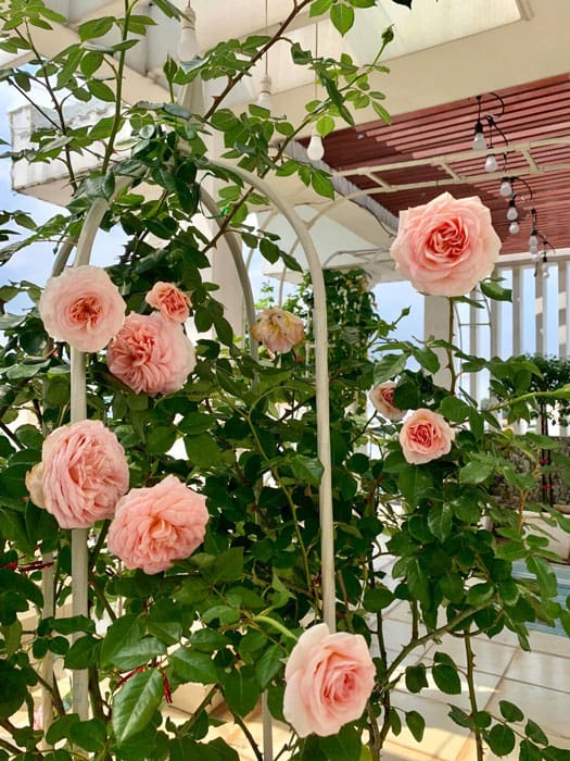 Cây hoa hồng Abraham Darby rose trồng trang trí