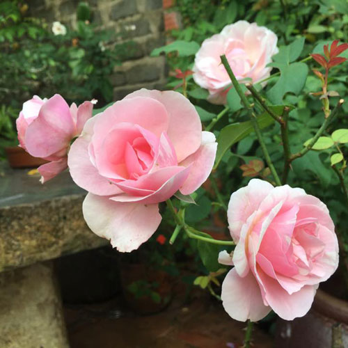 Hoa hồng Billet Doux