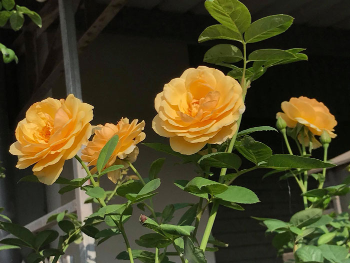 Hồng Graham Thomas Rose hoa vàng mang nét đẹp riêng biệt
