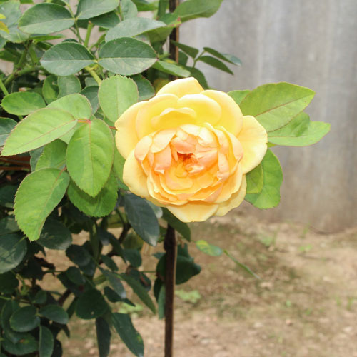 Hoa hồng Graham Thomas Rose
