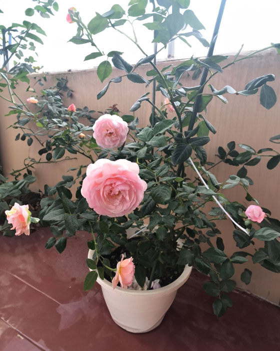 Hồng Heritage Rose trồng chậu