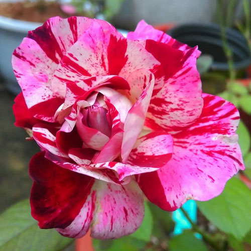 Hoa hồng Julio Iglesias rose