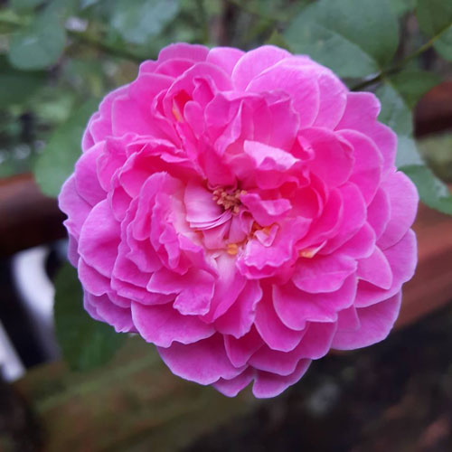 Hoa hồng Mary Rose