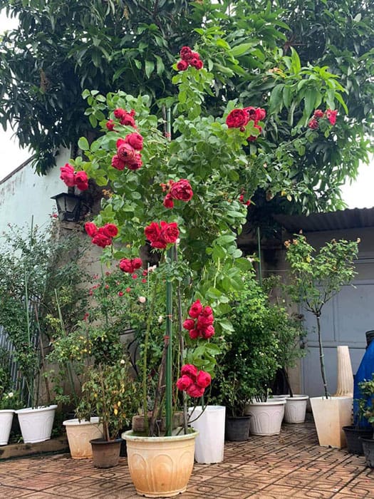 Cây hồng red eden trồng chậu