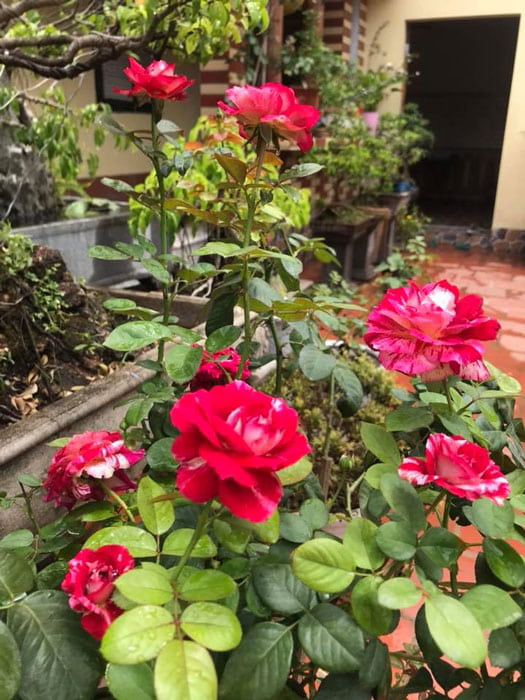 Cây hồng Julio Iglesias Rose trồng trang trí