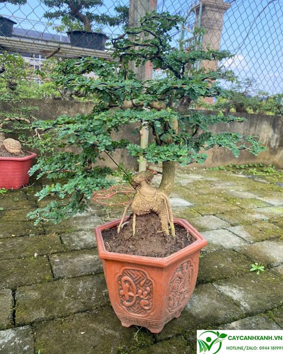 Mua cây cần thăng bonsai