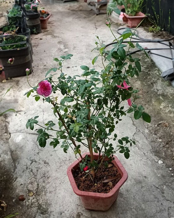 Mua cây hoa hồng Mary Rose