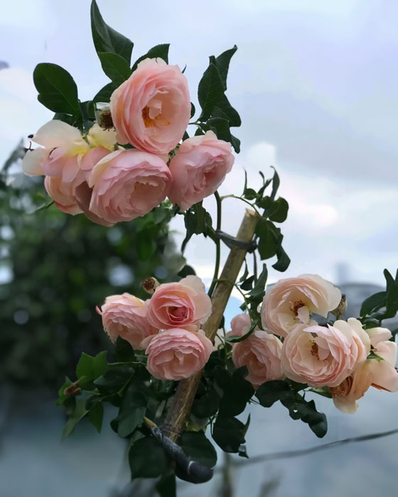Cách trồng và chăm sóc cây Hoa hồng Heritage Rose