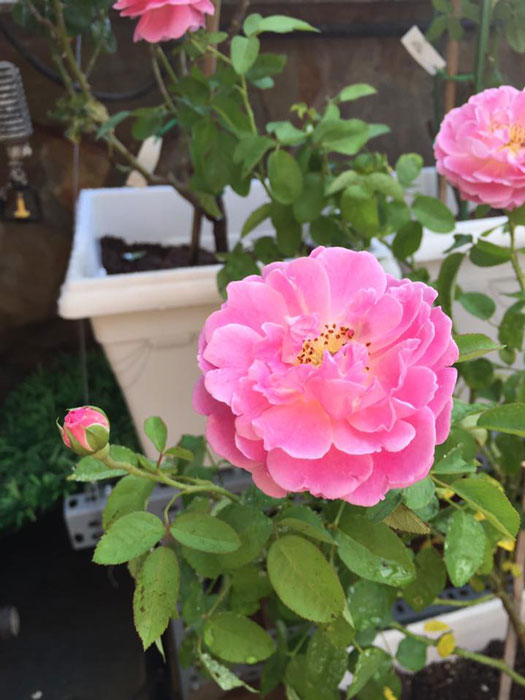 Cách trồng và chăm sóc cây hoa hồng Mary Rose