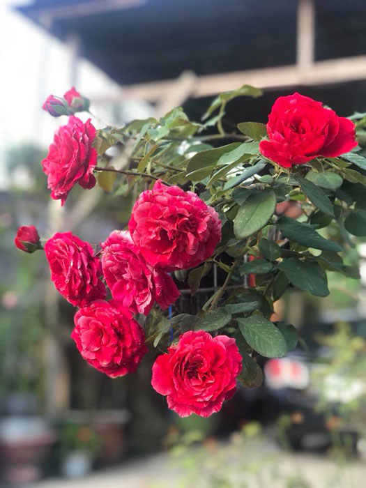 Cách trồng và chăm sóc cây hoa hồng best impression