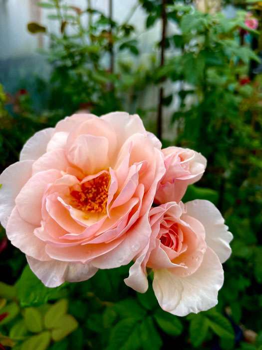 Ý nghĩa Hoa hồng Heritage Rose