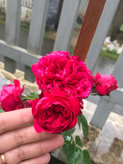 Ý nghĩa của hoa hồng red eden