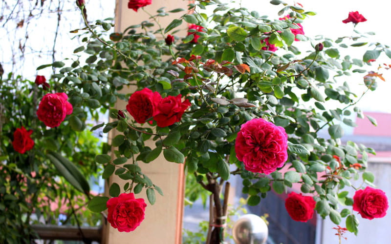 Cách chăm sóc cây hoa hồng ra nhiều hoa