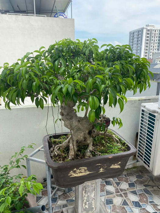 Cây sanh dáng bonsai