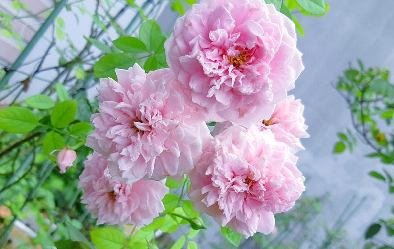 Hoa hồng ngoại đẹp được yêu chuộng trồng nhất