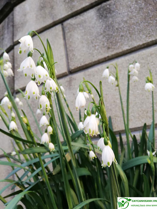 Linh lan hoa trắng mang hương thơm