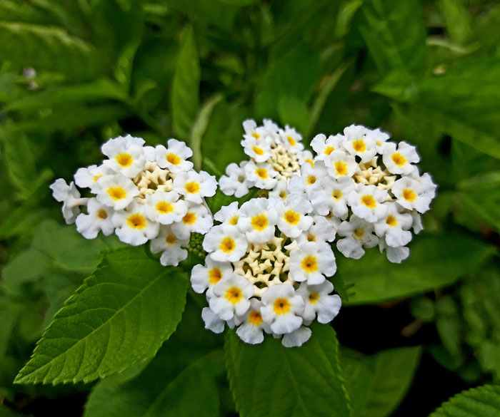 Cách trồng và chăm sóc cây ngũ sắc trắng ra hoa liên tục