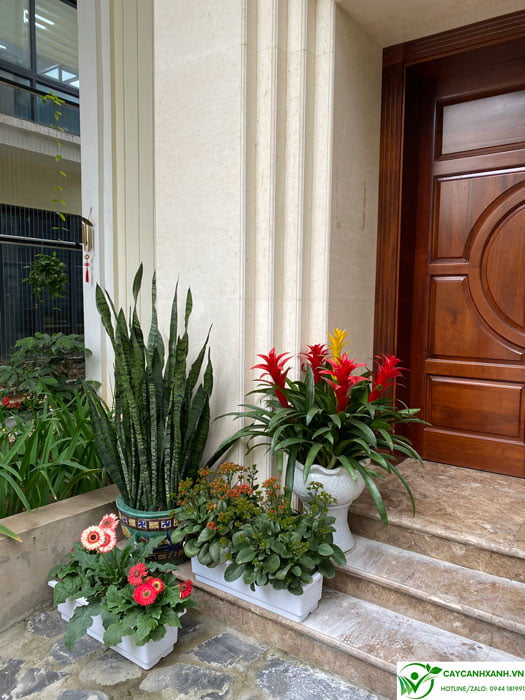 Cây hoa cảnh trang trí trước bậc vào nhà