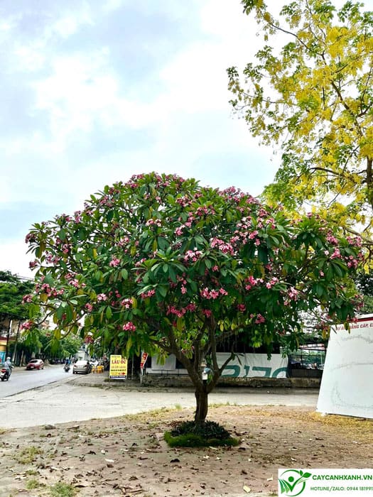 Cây hoa đại trồng cảnh quan vỉa hè đường phố