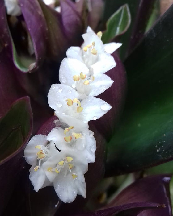 Hoa của cây ngọc trai khi nở có màu trắng tinh khiết