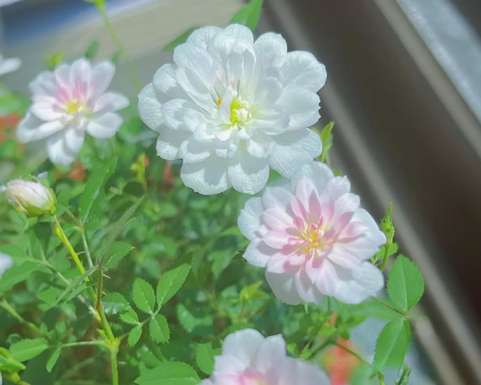 Màu hoa hồng ất cơ nữ trồng rất đẹp và đáng yêu - (ảnh FB Ngân garden)
