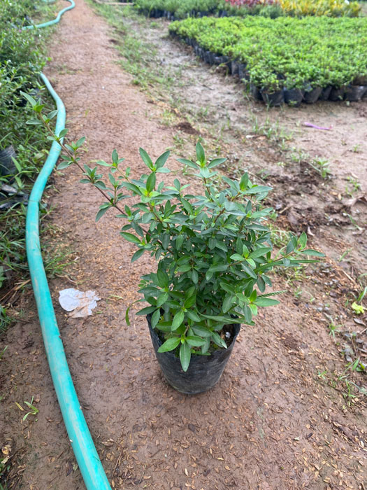 Cây bỏng nẻ tại vườn