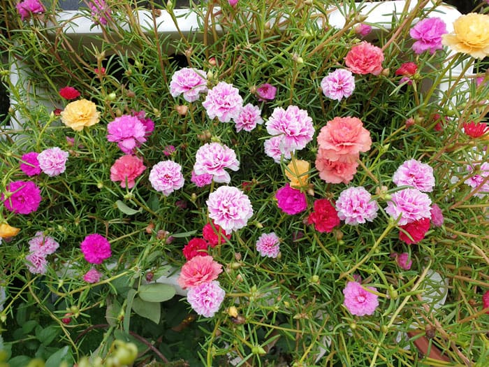 Hoa mười giờ nhiều màu sắc trồng mùa hè chịu được nhiệt độ cao