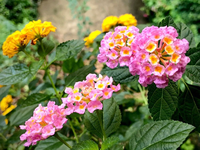 Hoa ngũ sắc chịu được điều kiện khắc nghiệt nắng nóng của mùa hè