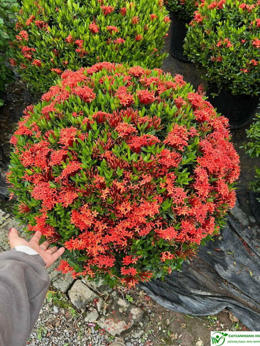 Cây mẫu đơn tán tròn hoa đỏ - đường kính 70cm
