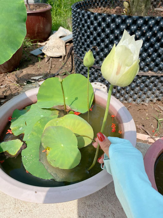 Chậu sen white peony đang nụ