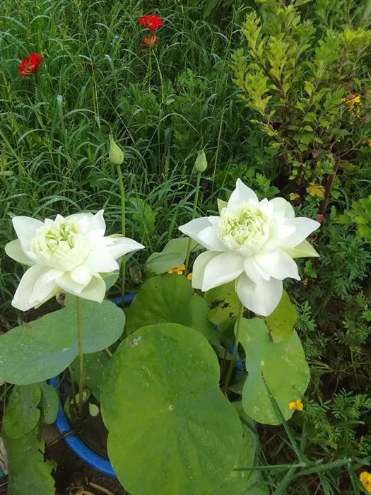 Chậu hoa sen white peony