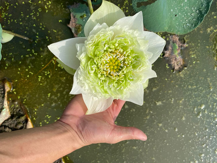 Hoa sen white peony cánh kép