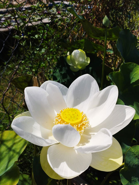 Hoa sen bạch tuyết