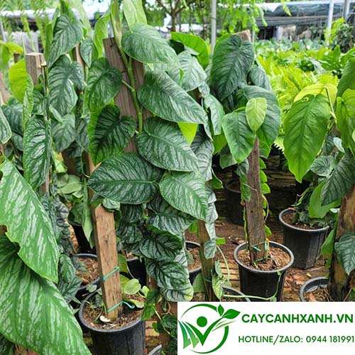 Cây Tắc Kè Bạc (Monstera Dubia)