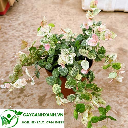 Cây Vẩy Ốc Cẩm Thạch