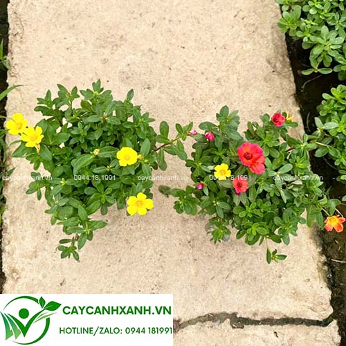 Cây Hoa Sam (8 giờ)