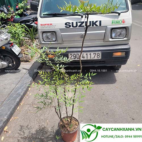Cây Nam Thiên Trúc