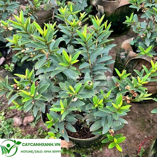 Cây Ổi Tàu