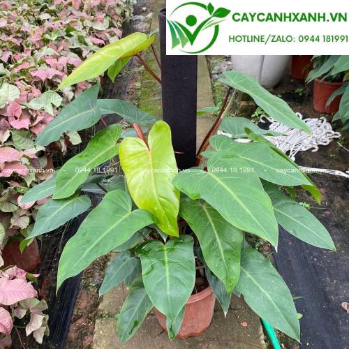 Cây Trầu Bà Saphia