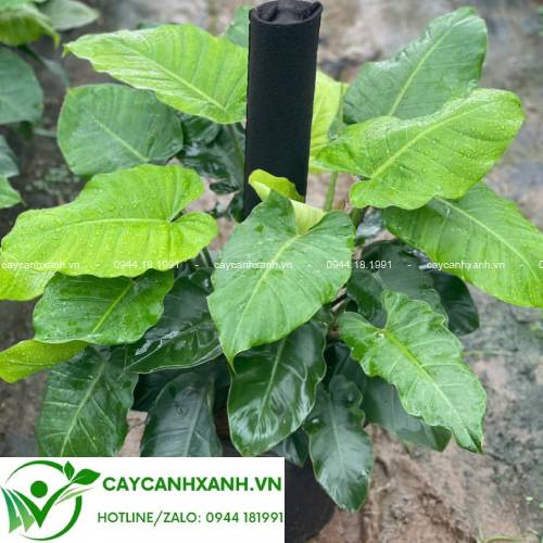 Cây Trầu Bà Subin